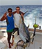 DORADA