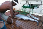 DORADA