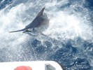 DORADA