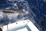 DORADA
