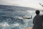 DORADA