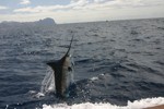 DORADA