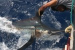 DORADA
