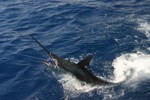 DORADA