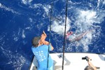 DORADA