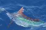 DORADA