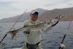 DORADA