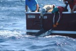 DORADA