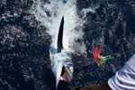 DORADA