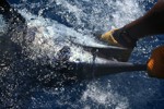 DORADA