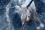 DORADA