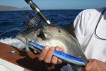 DORADA