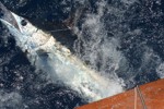 DORADA