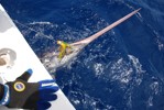 DORADA