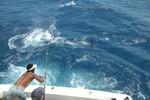 DORADA
